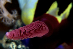 Rhinophore of Nudi with +15 wet diopter by Iyad Suleyman 